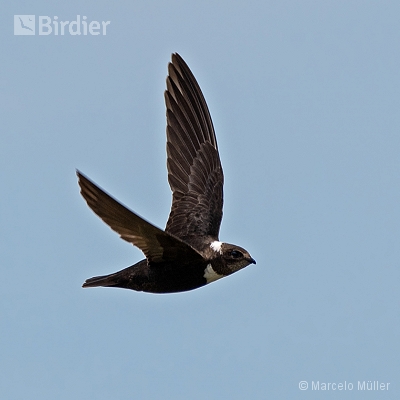 Flying birds