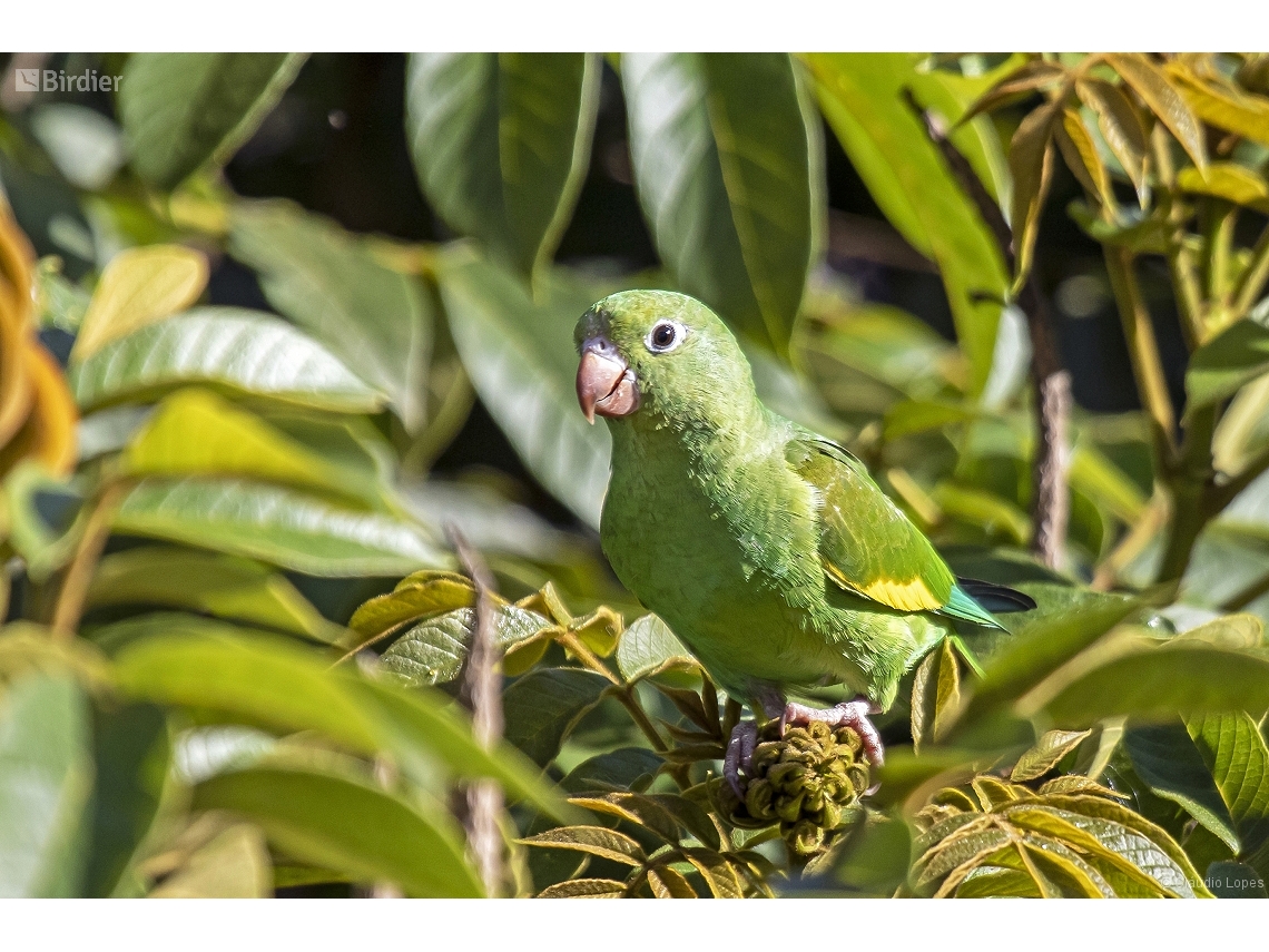 Brotogeris chiriri