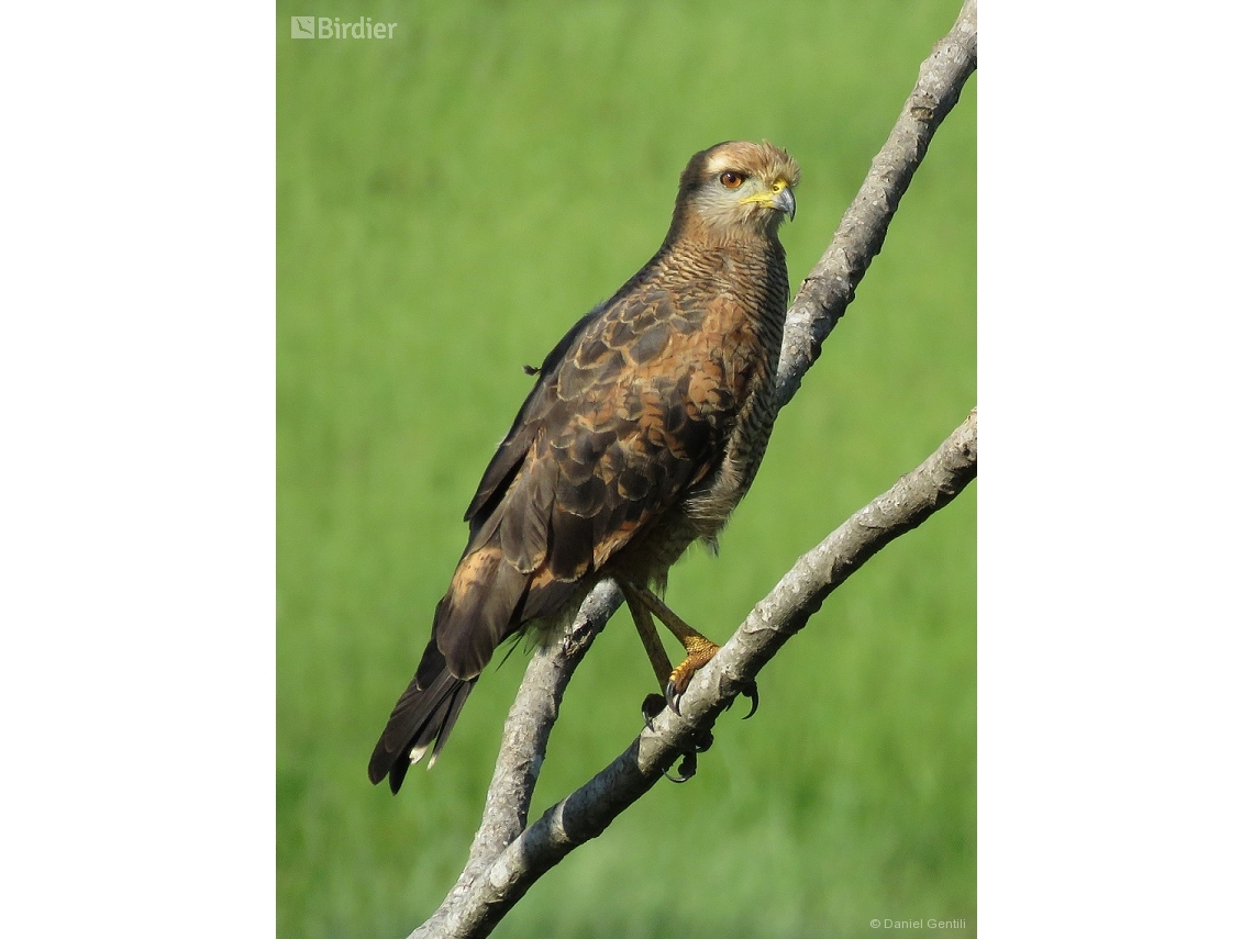 Buteogallus meridionalis