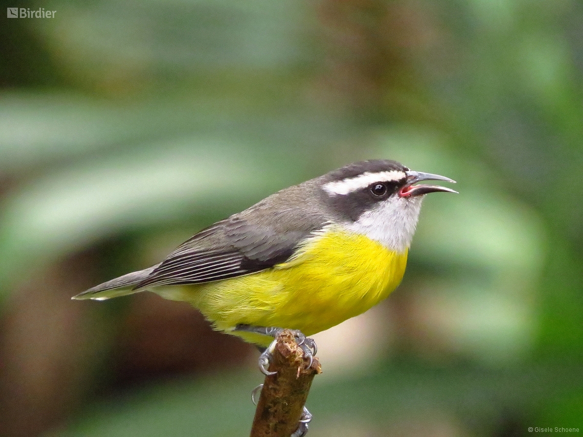 Coereba flaveola