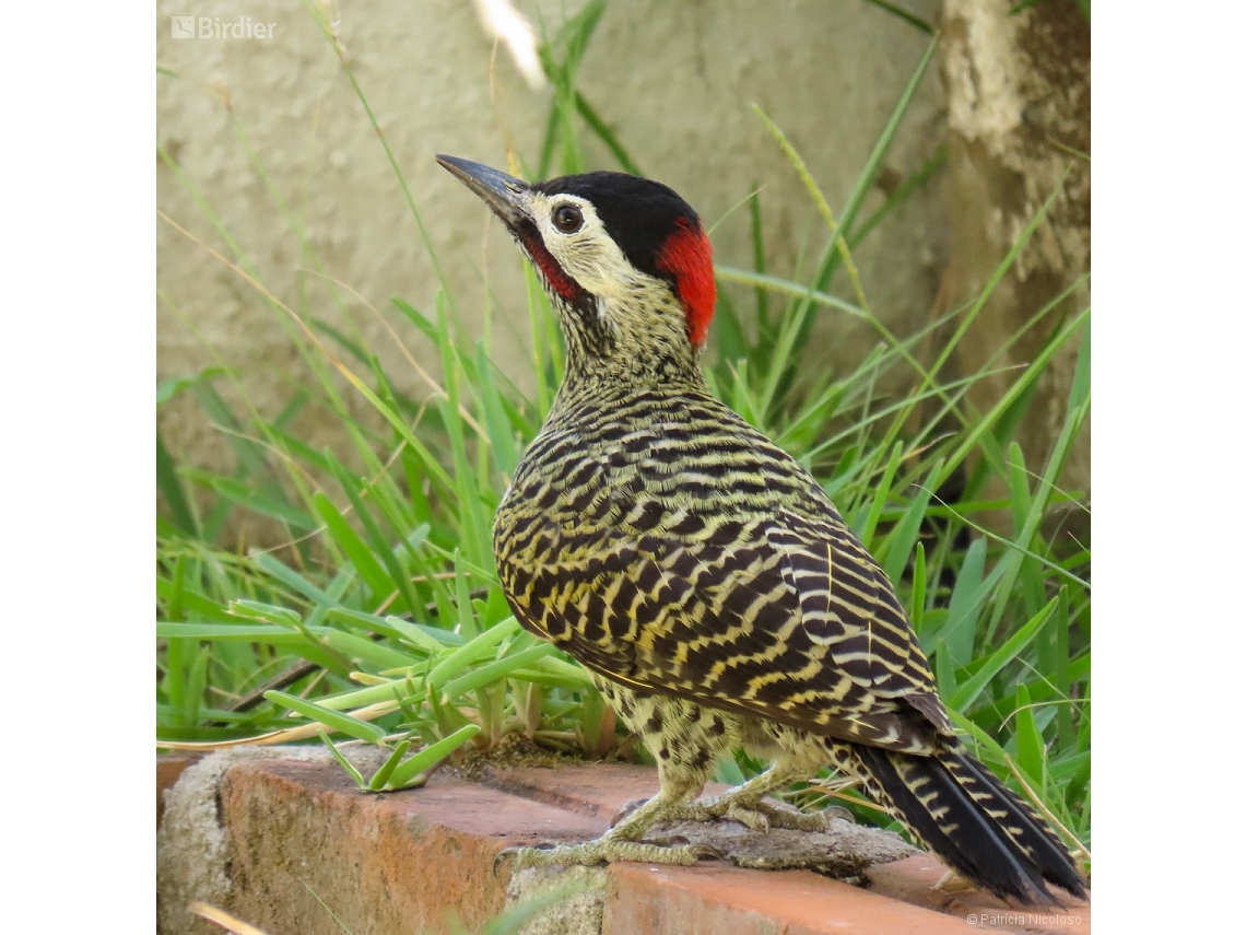 Colaptes melanochloros
