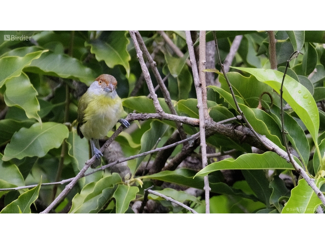 Cyclarhis gujanensis