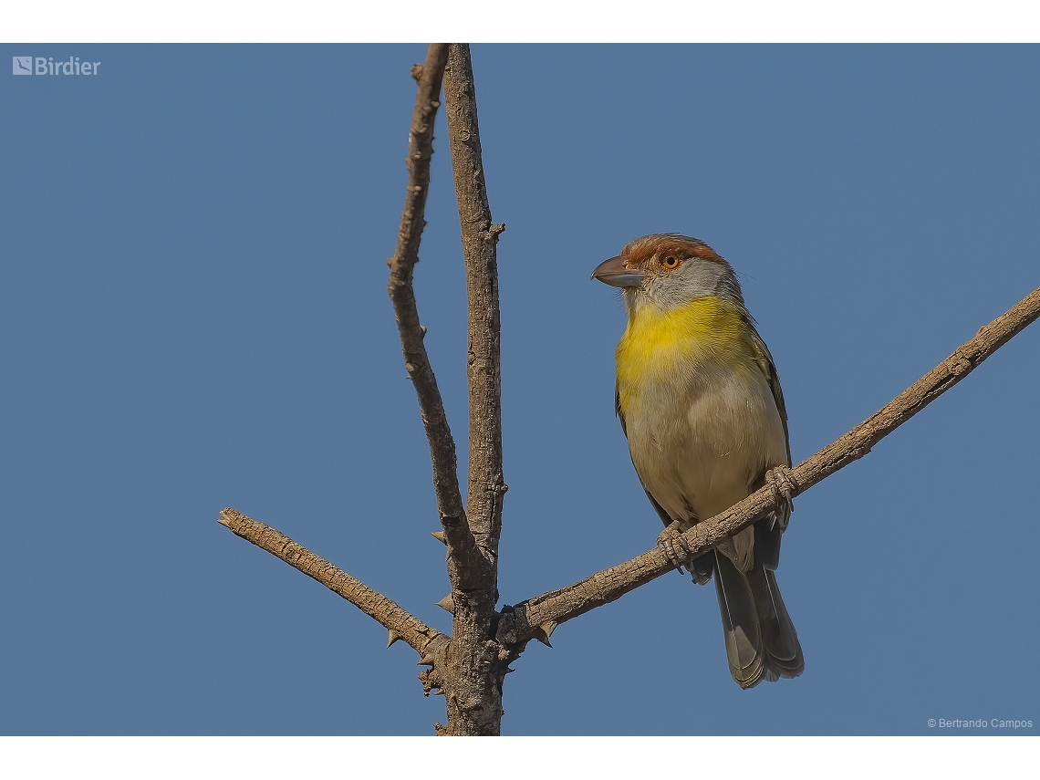 Cyclarhis gujanensis