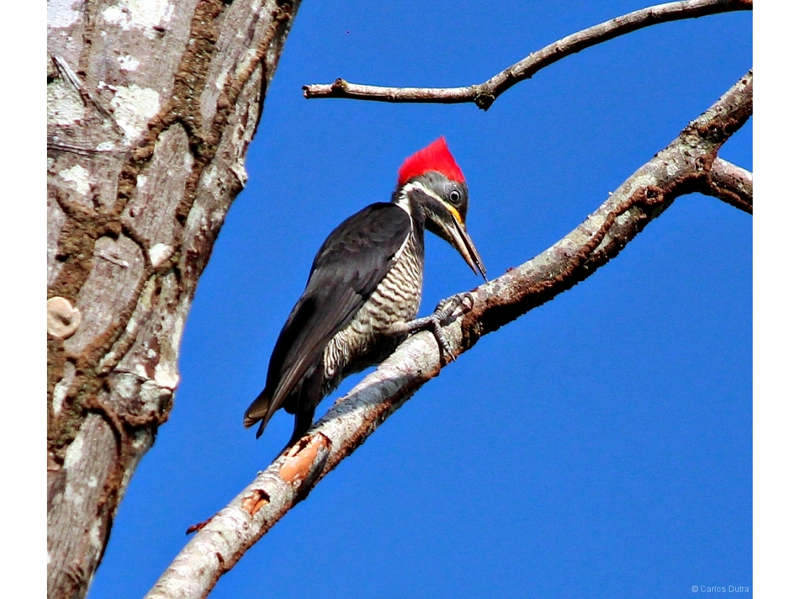 Dryocopus lineatus