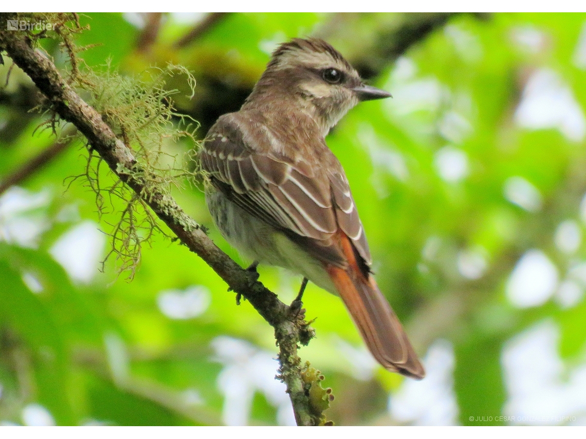 Empidonomus varius
