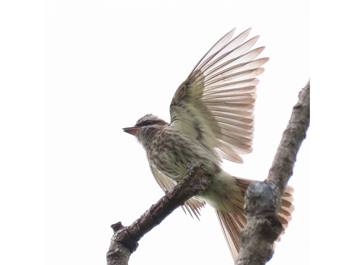 Empidonomus varius