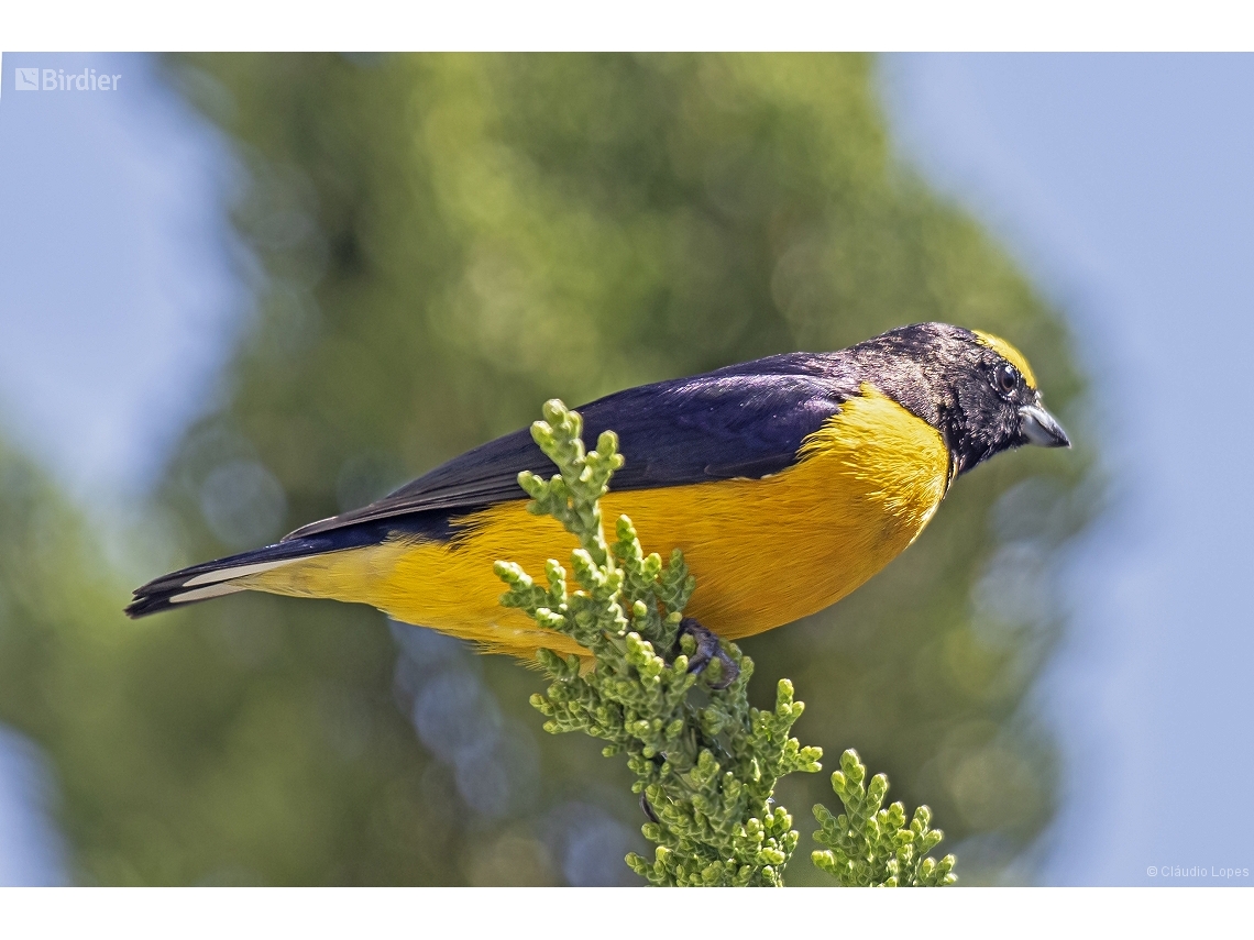 Euphonia chlorotica