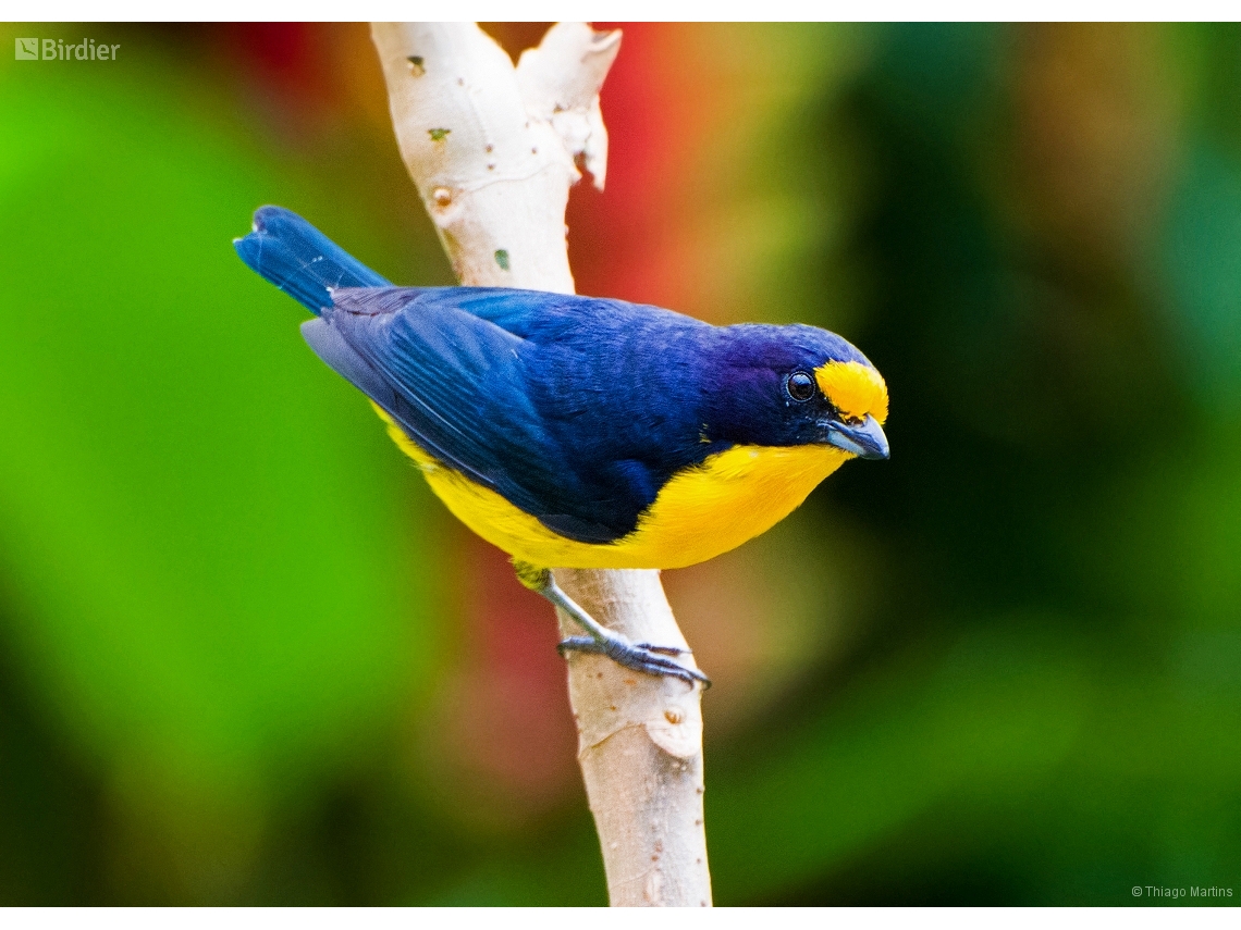 Euphonia violacea