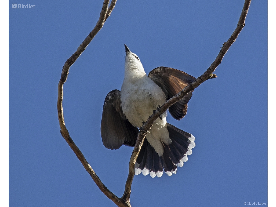 Fluvicola nengeta