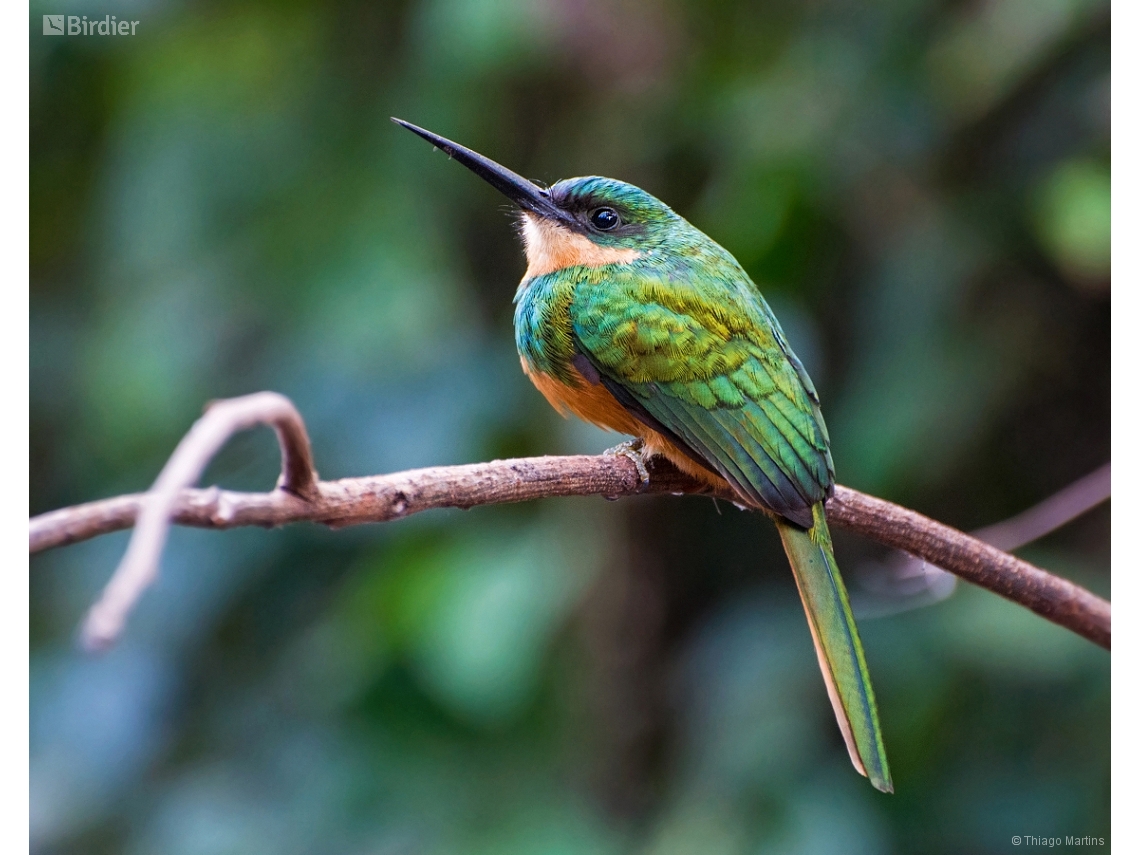 Galbula ruficauda