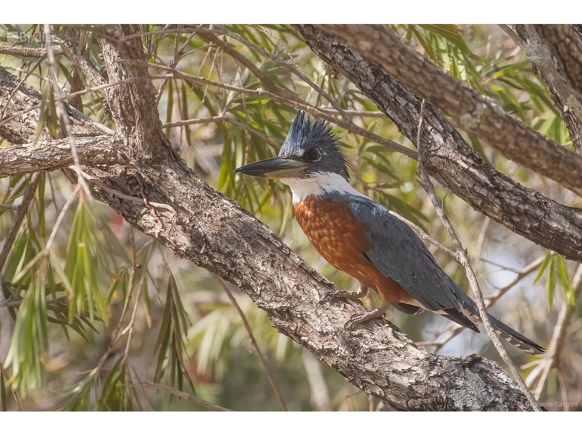 Megaceryle torquata
