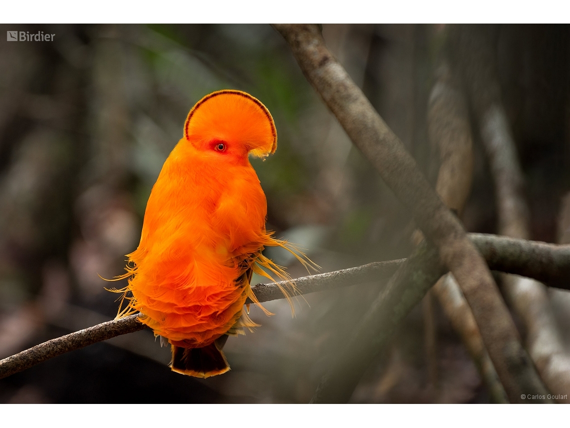 Rupicola rupicola
