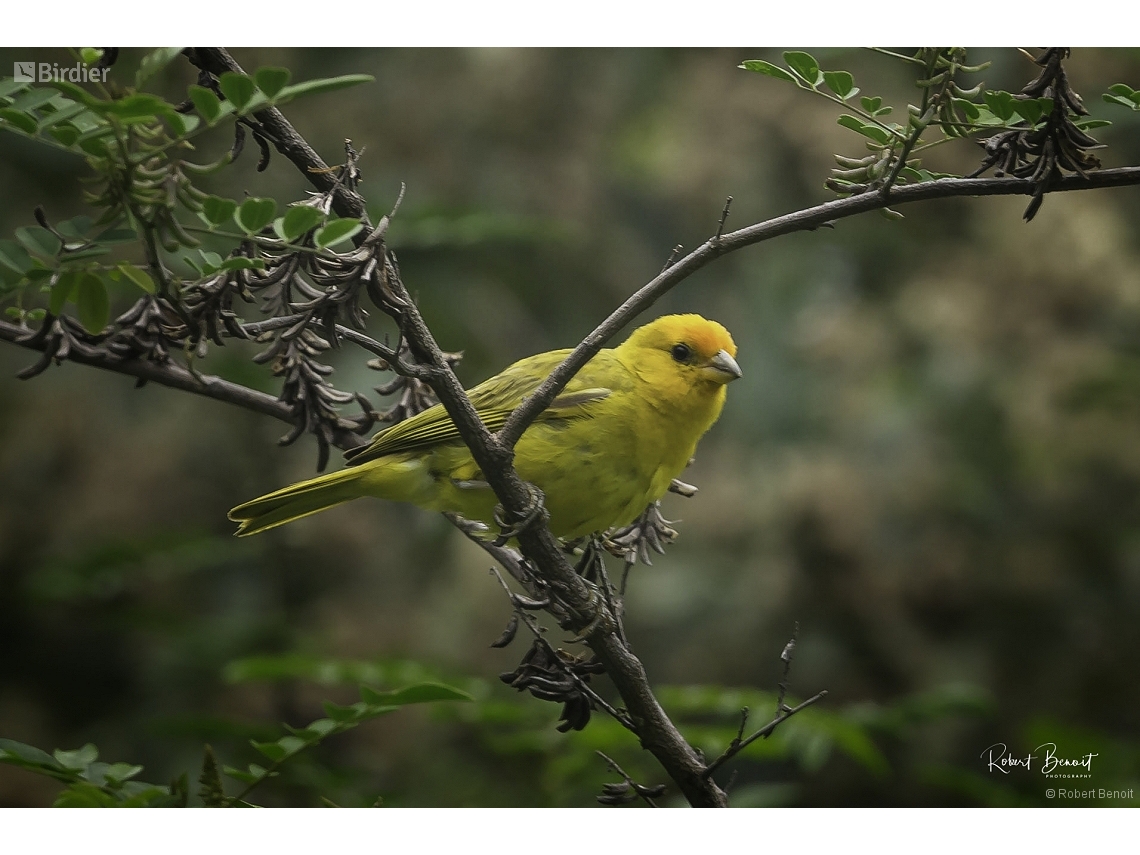 Sicalis flaveola