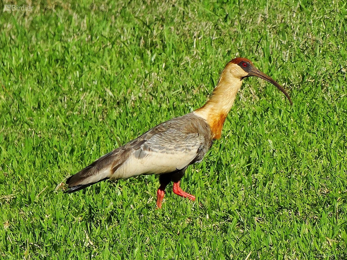 Theristicus caudatus