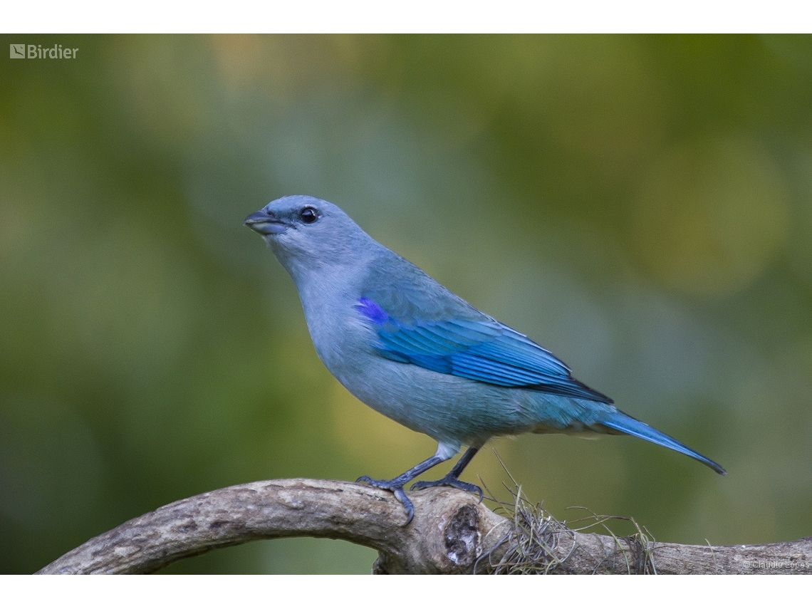 Thraupis cyanoptera