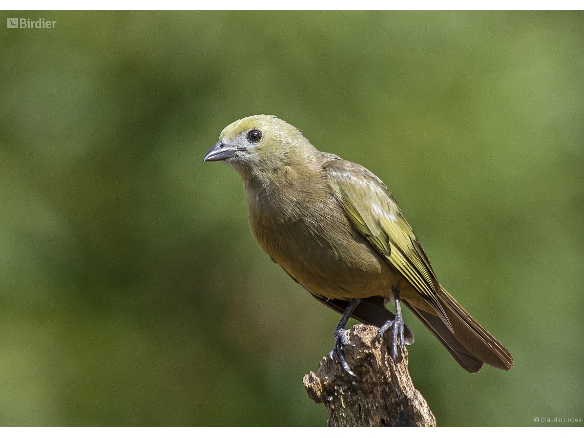 Thraupis palmarum