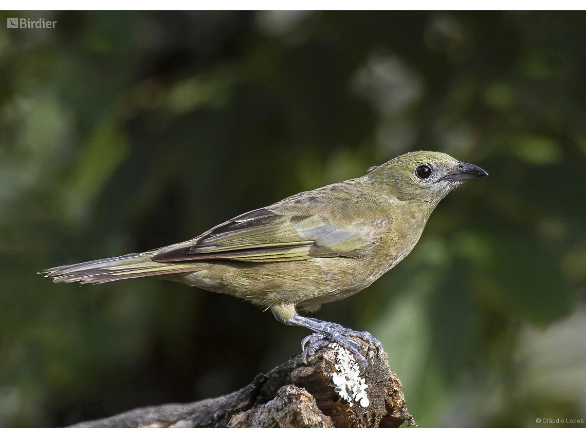 Thraupis palmarum