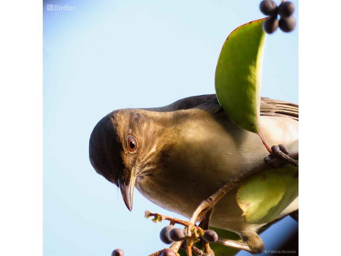 Turdus amaurochalinus
