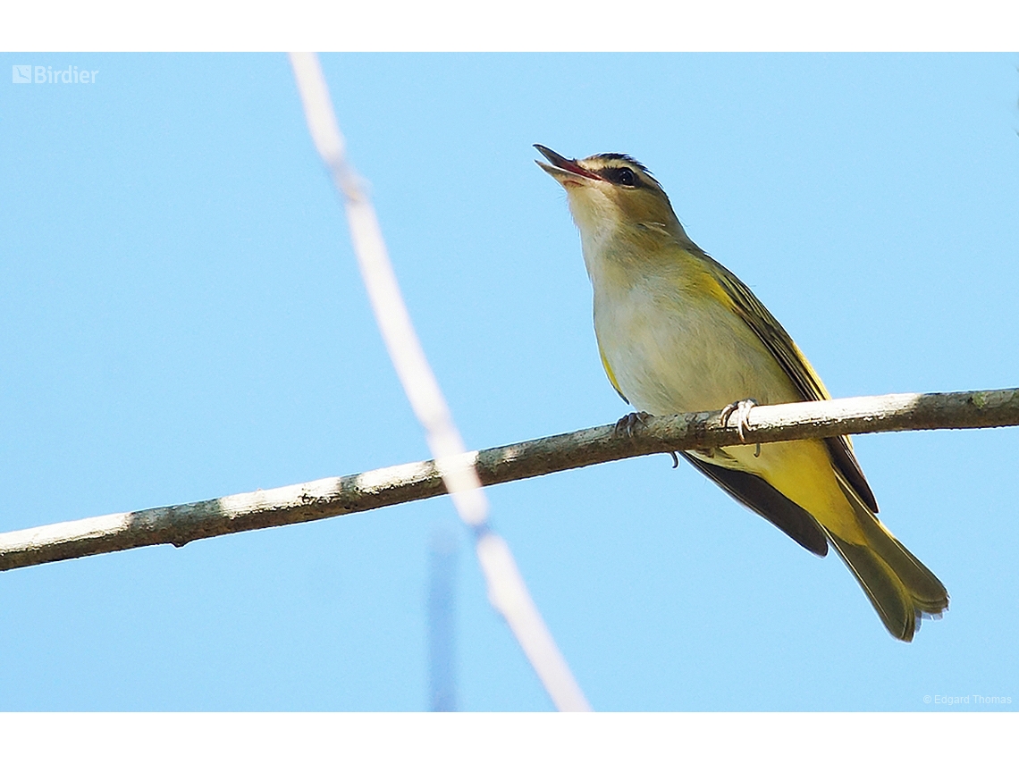Vireo chivi