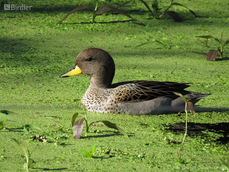 Yellow-billed Teal