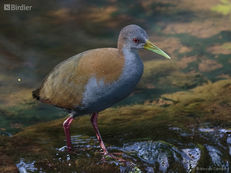 Slaty-breasted Wood Rail