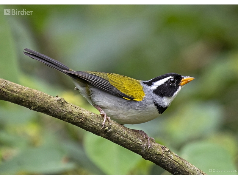 Saffron-billed Sparrow