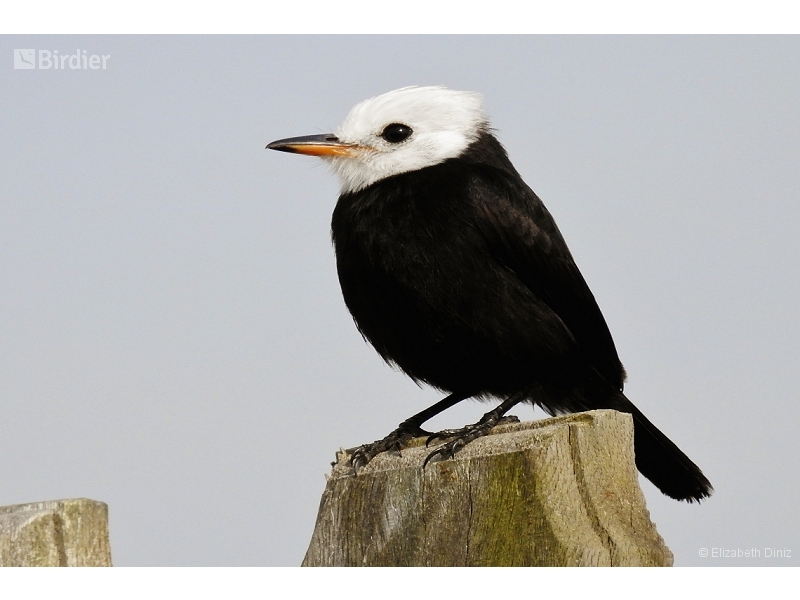 White-headed Marsh Tyrant