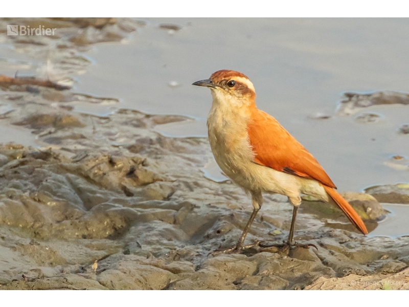 Band-tailed Hornero