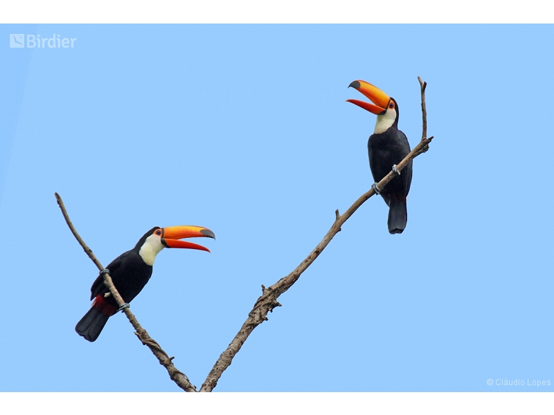 Toco Toucan