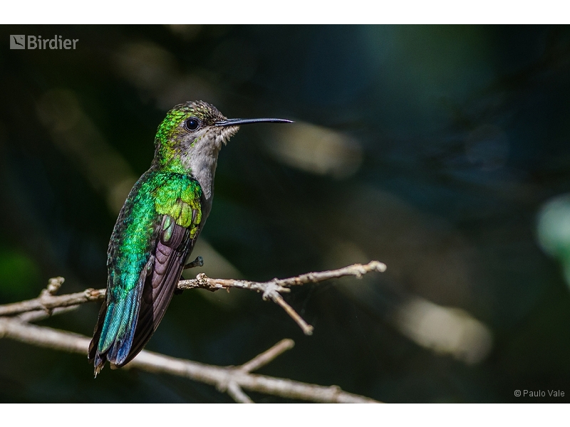 Fork-tailed Woodnymph